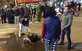 Hình ảnh "chó Pit bull cắn bị thương một chú chó to giữa phố Hà Nội" gây lo ngại